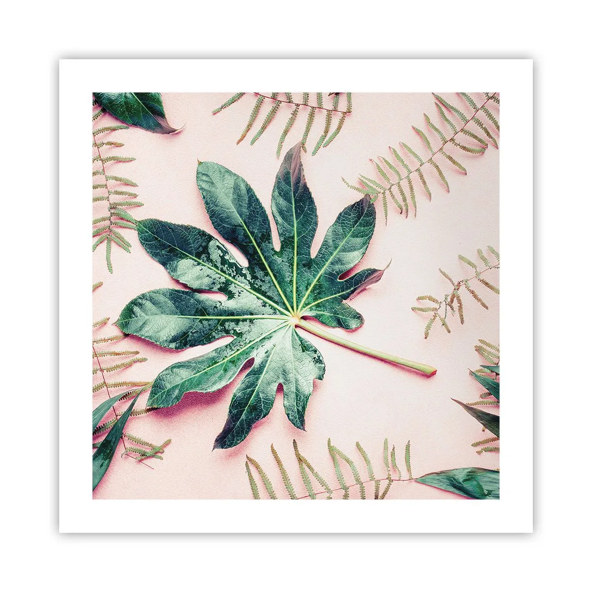Poster - Eine Studie von Grün auf einem rosa Hintergrund - 50x50 cm