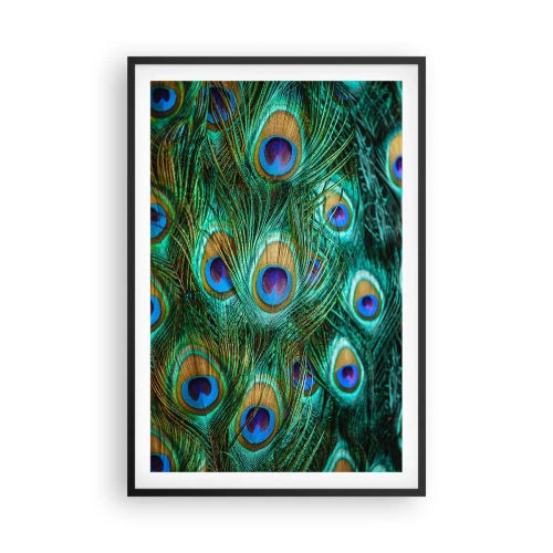 Poster in einem schwarzem Rahmen - Ein Blick mit Pfauenaugen - 61x91 cm