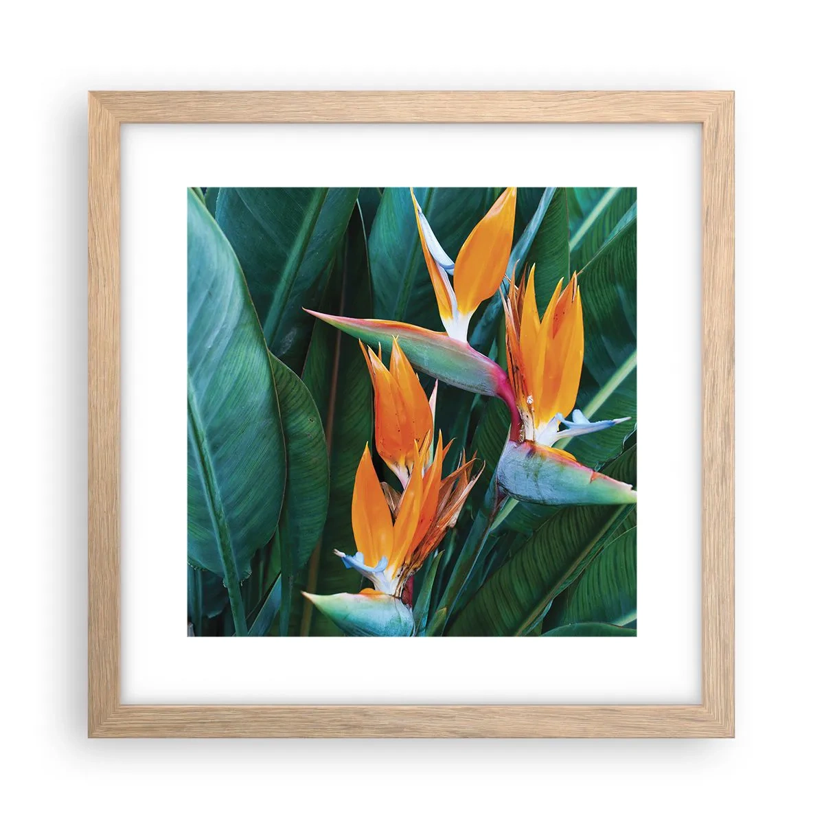 Poster in einem Rahmen aus heller Eiche - Ist es eine Blume oder ist es ein Vogel? - 30x30 cm