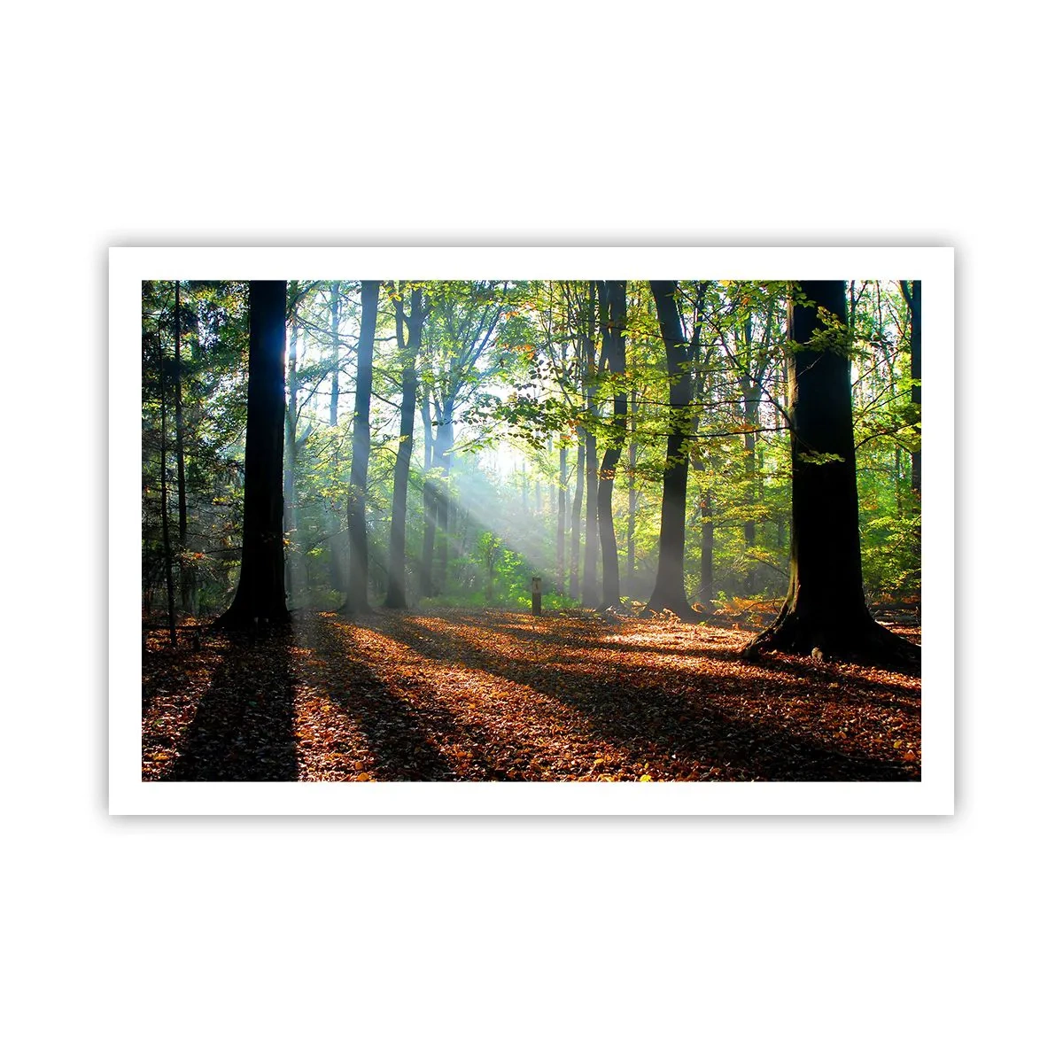 Poster - Licht und Schatten - 91x61 cm