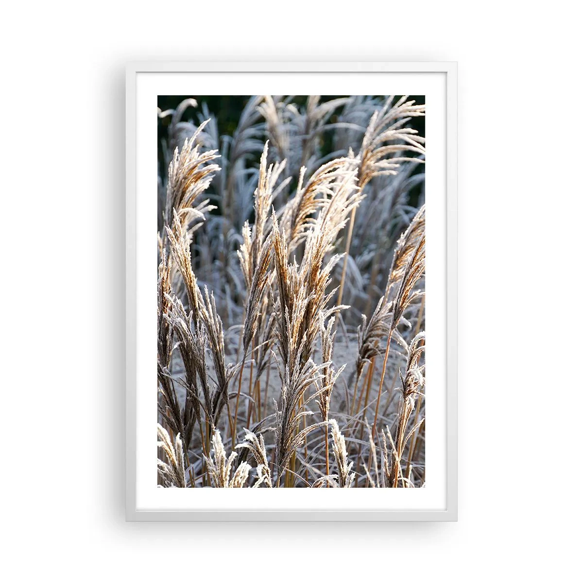 Poster in einem weißen Rahmen - Gekleidet mit Frost - 50x70 cm