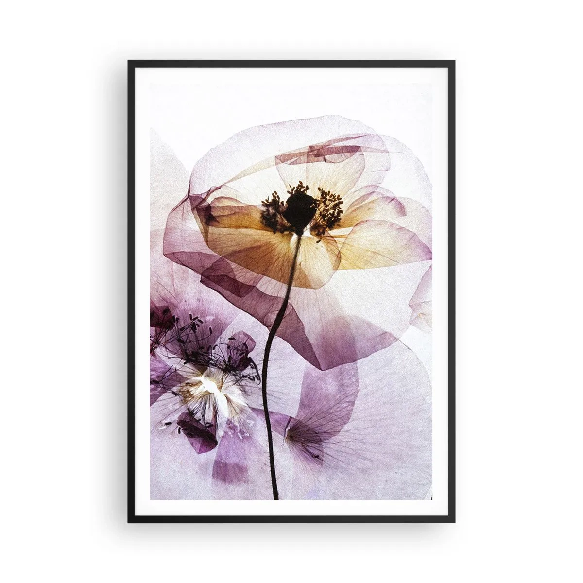 Poster in einem schwarzem Rahmen - Transparente Körperblumen - 70x100 cm