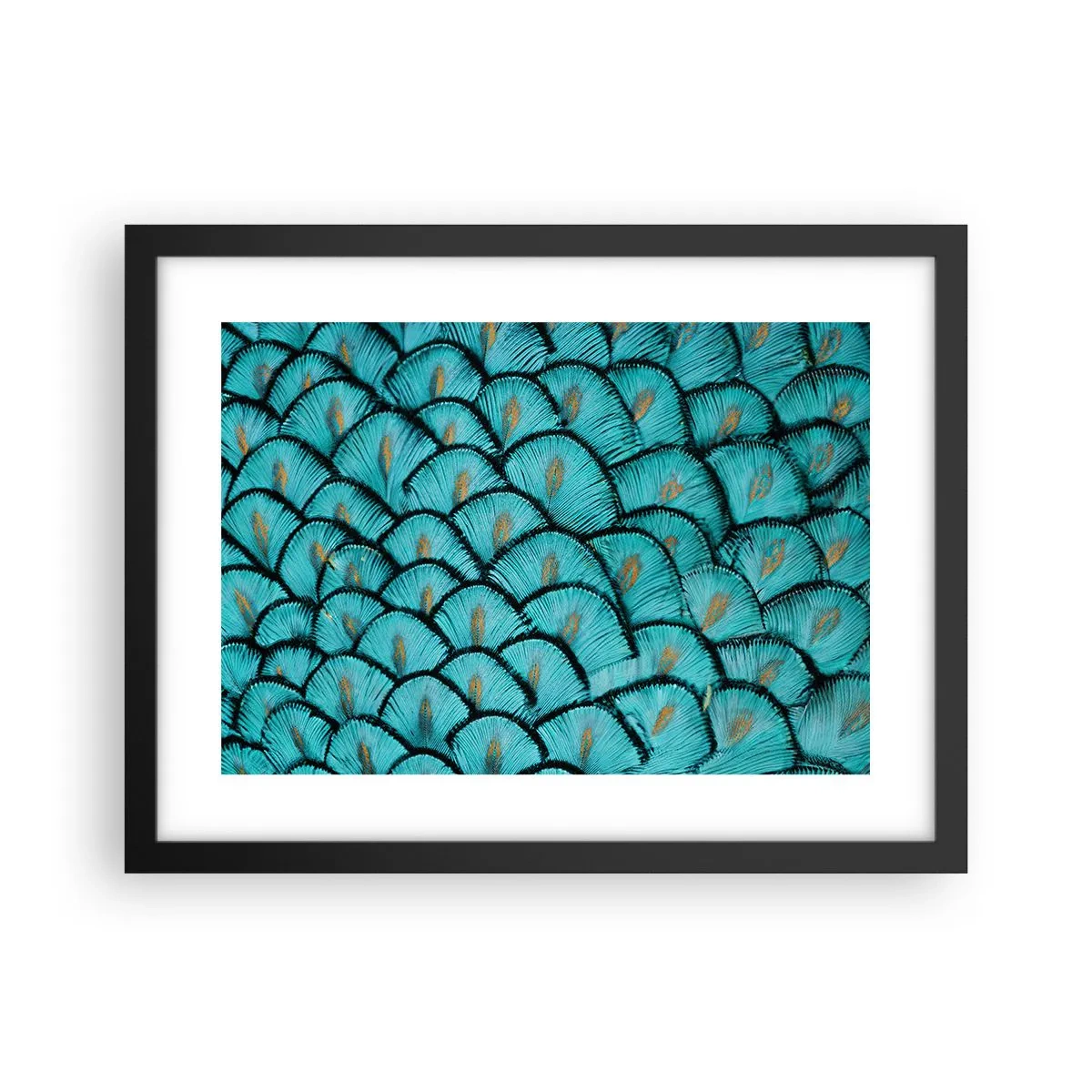 Poster in einem schwarzem Rahmen - Große Federgala - 40x30 cm