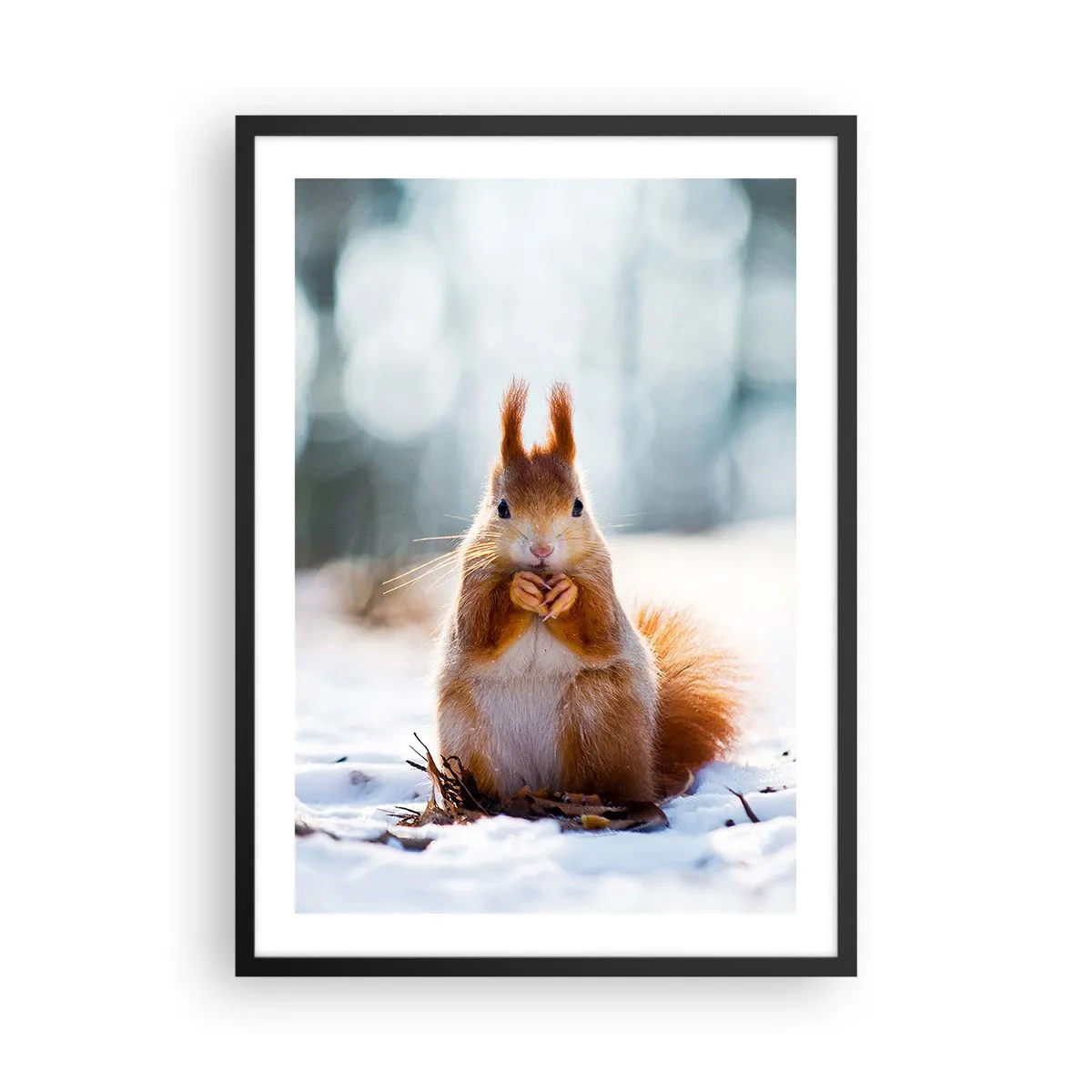Poster in einem schwarzem Rahmen - Eichhörnchen im Schnee im Winterwald - 50x70cm - Wo schaust du hin? - Moderne Wanddekoration für Wohnzimmer und Schlafzimmer ARTTOR