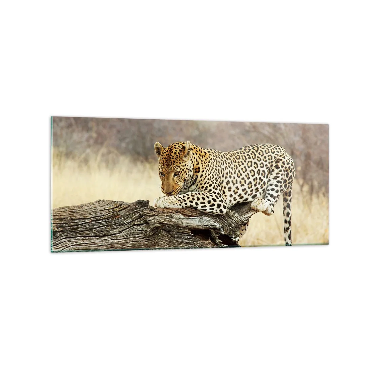 Glasbild - Bild auf glas - Ein Leopard ruht auf einem Baumstamm in der Savanne - 120x50cm - Ich gehe meine eigenen Wege - Moderne Wanddekoration für Wohnzimmer und Schlafzimmer ARTTOR