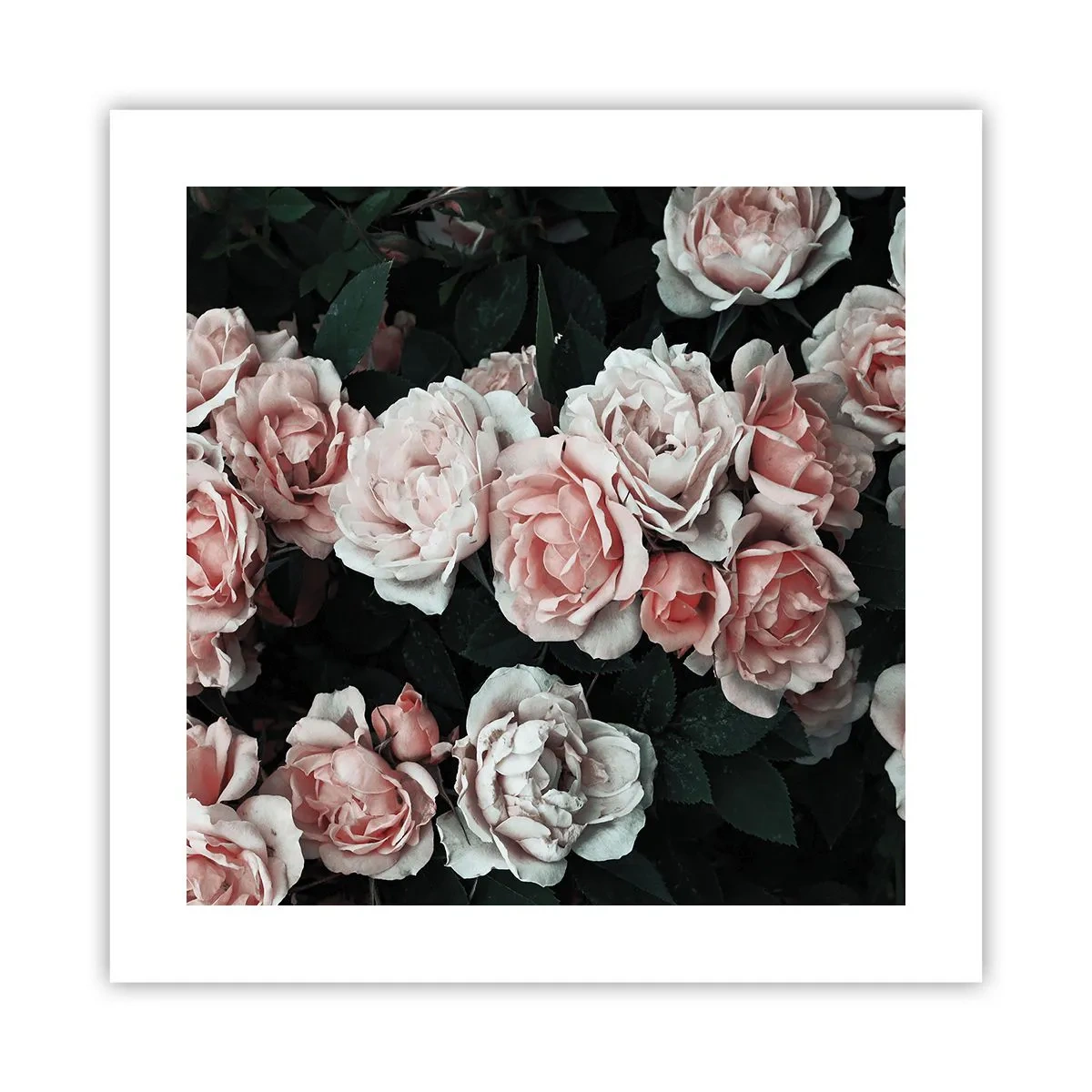 Poster - Rosen-Ensemble - 40x40 cm