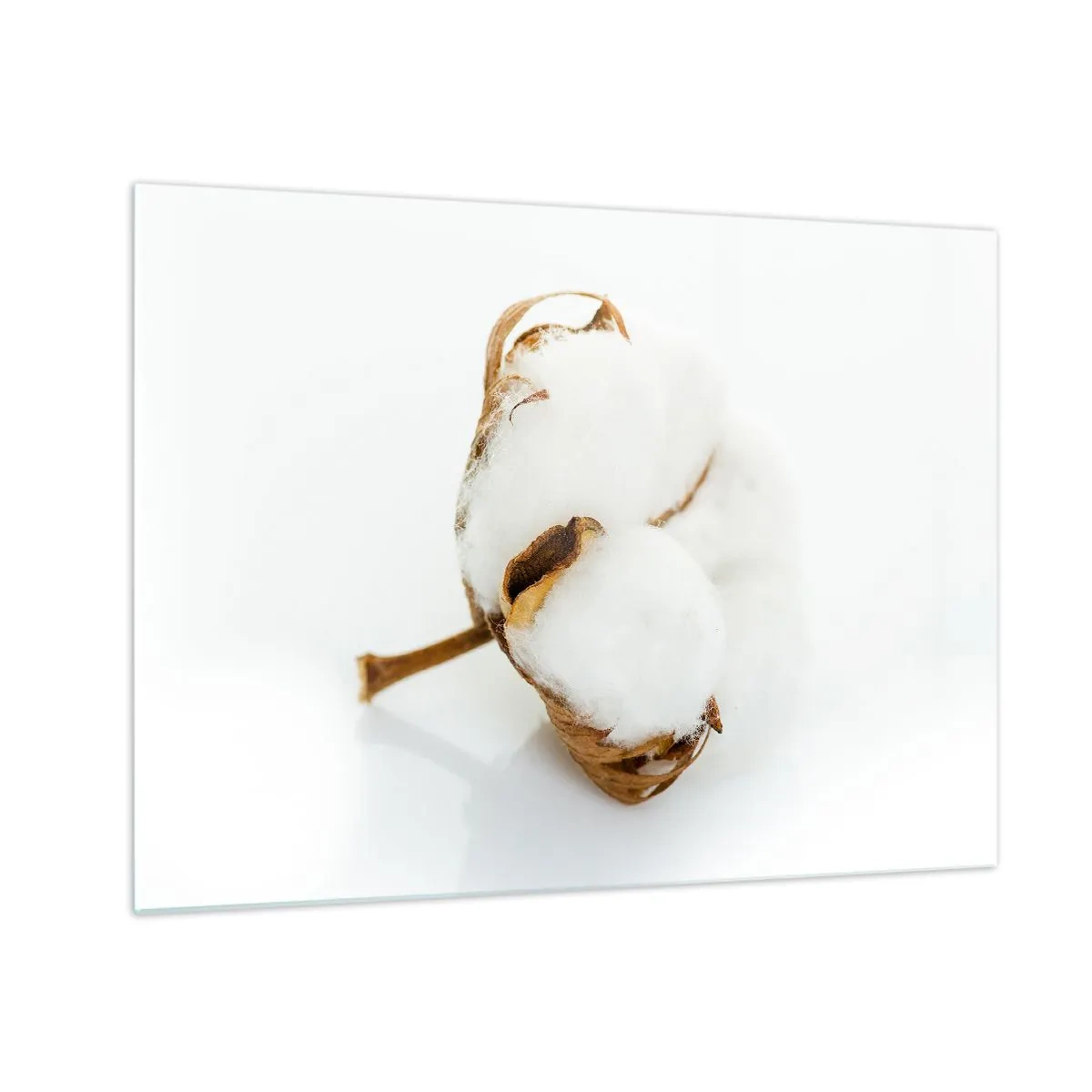 Glasbild - Bild auf glas - Eine einzelne flauschige Baumwollblume auf weißem Hintergrund - 70x50cm - Von Natur aus weich - Moderne Wanddekoration für Wohnzimmer und Schlafzimmer ARTTOR