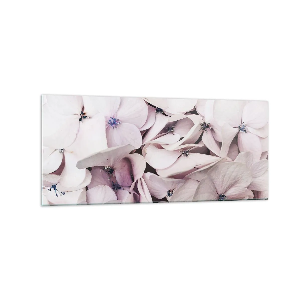 Glasbild - Bild auf glas - Zarte weiße Hortensien in Pastelltönen - 120x50cm - In einer Blumenflut - Moderne Wanddekoration für Wohnzimmer und Schlafzimmer ARTTOR