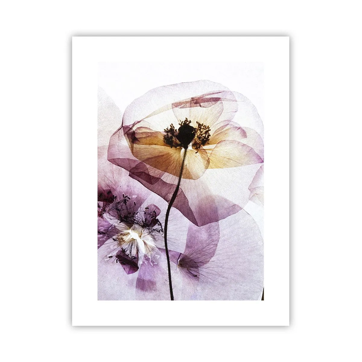 Poster - Transparente Körperblumen - 30x40 cm