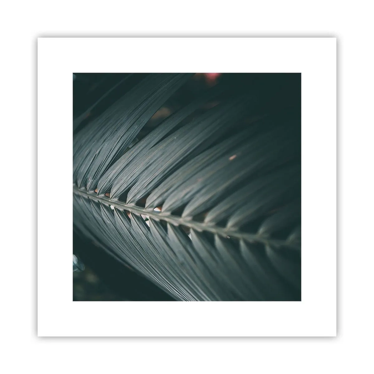 Poster - Die Präzision der Natur - 30x30 cm