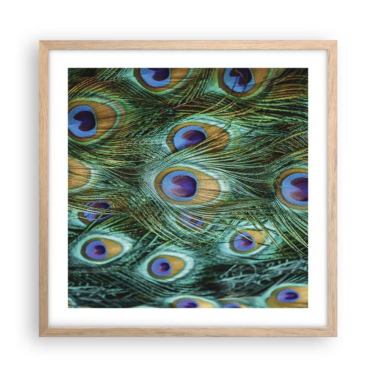 Poster in einem Rahmen aus heller Eiche - Ein Blick mit Pfauenaugen - 50x50 cm