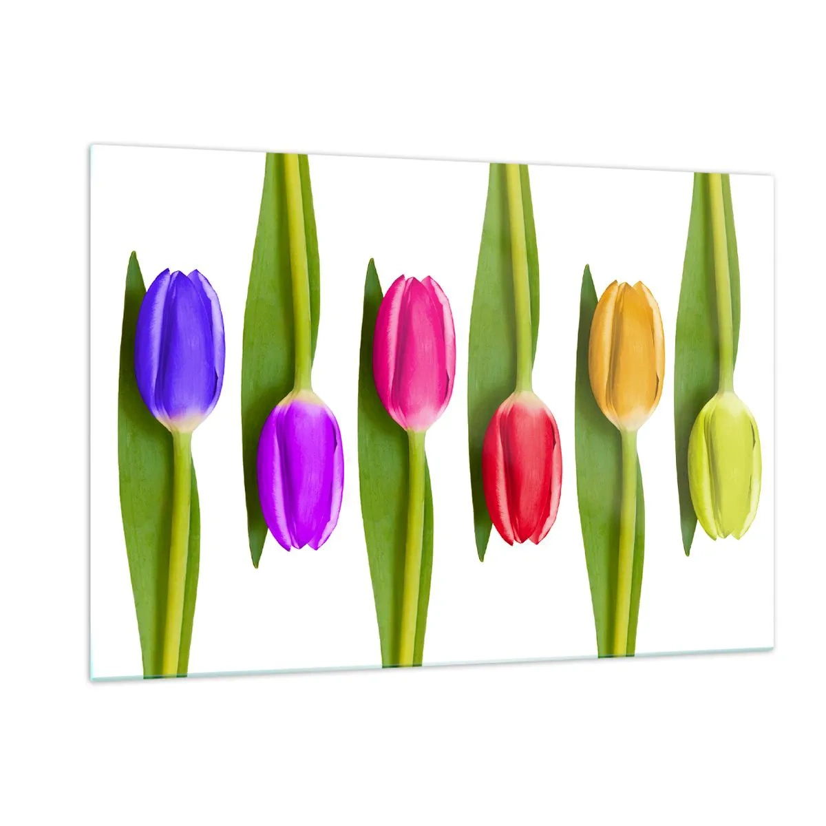 Glasbild - Bild auf glas - Bunte Tulpen auf weißem Hintergrund angeordnet - 120x80cm - Regenbogenkomposition - Moderne Wanddekoration für Wohnzimmer und Schlafzimmer ARTTOR