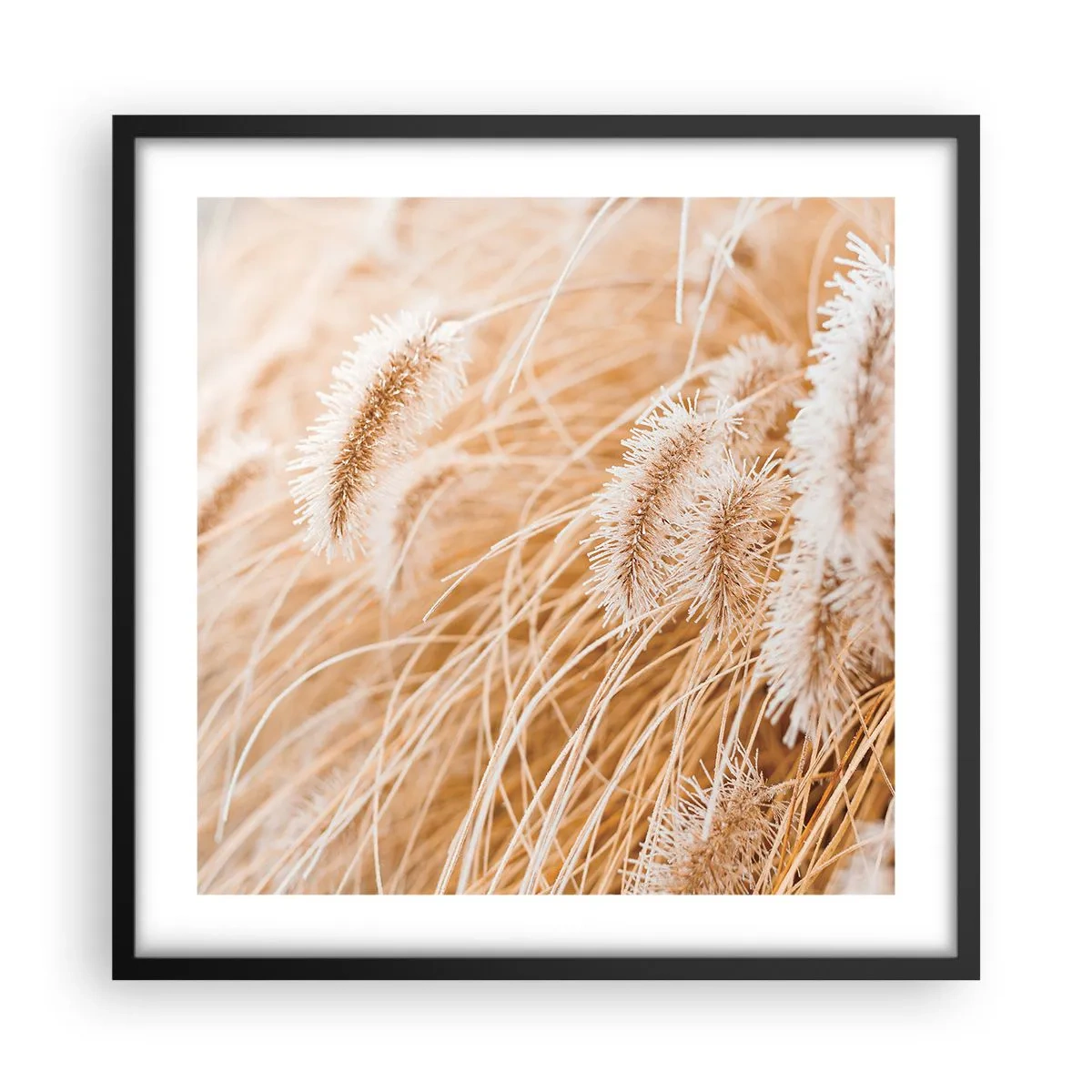 Poster in einem schwarzem Rahmen - Das goldene Rauschen des Grases - 50x50 cm