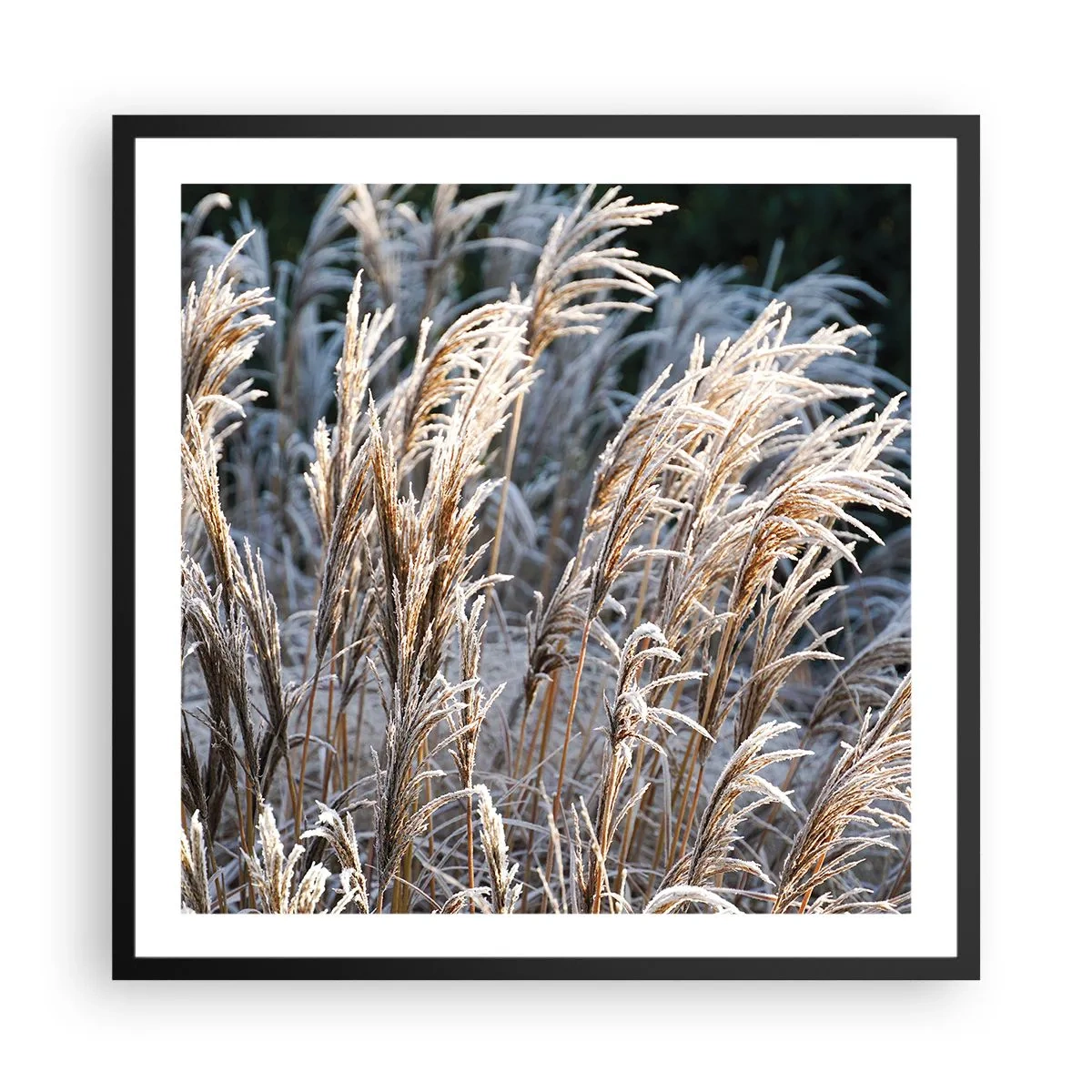 Poster in einem schwarzem Rahmen - Gekleidet mit Frost - 60x60 cm