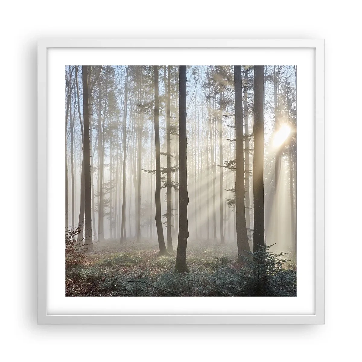 Poster in einem weißen Rahmen - Der Nebel ist auch aufgewacht - 50x50 cm