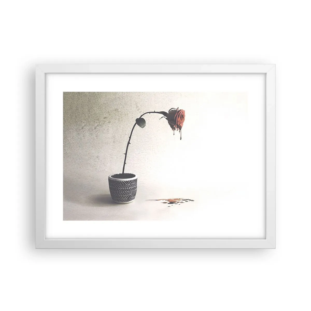 Poster in einem weißen Rahmen - Rosa dolorosa - 40x30 cm