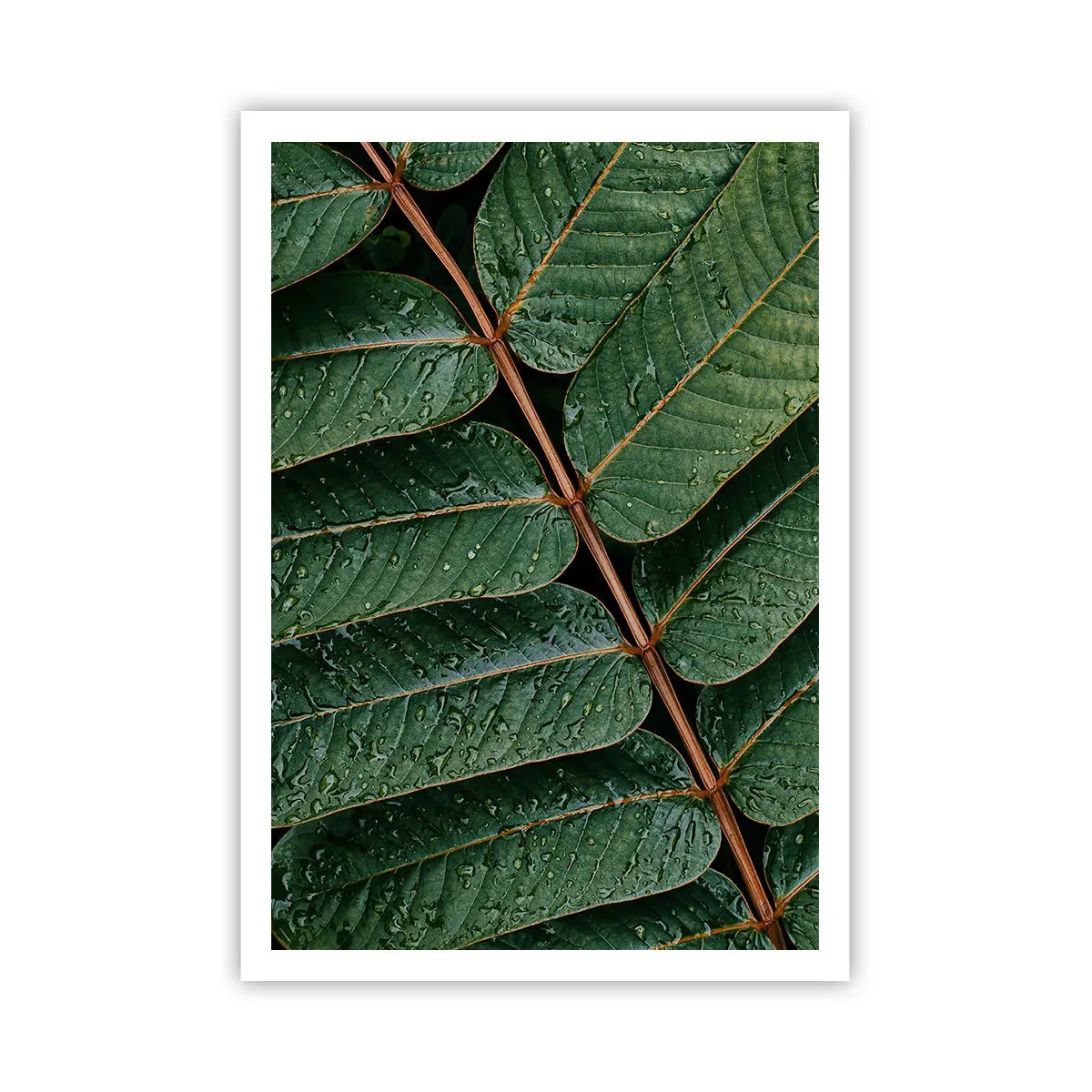 Poster - Im grünen Rhythmus - 70x100 cm