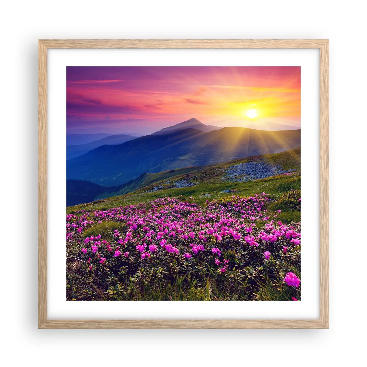 Poster in einem Rahmen aus heller Eiche - … Und drumherum duftet es nach Latschenkiefer und dem Duft von Kräutern - 50x50 cm