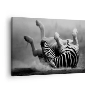 Bild auf Leinwand - Leinwandbild - Ein schwarz-weißes Zebra rollt im Sand - 70x50cm - Nicht nur das Pferd würde lachen - Moderne Wanddekoration für Wohnzimmer und Schlafzimmer ARTTOR