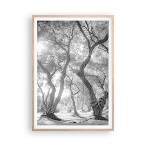 Poster in einem Rahmen aus heller Eiche - Im Olivenhain - 70x100 cm