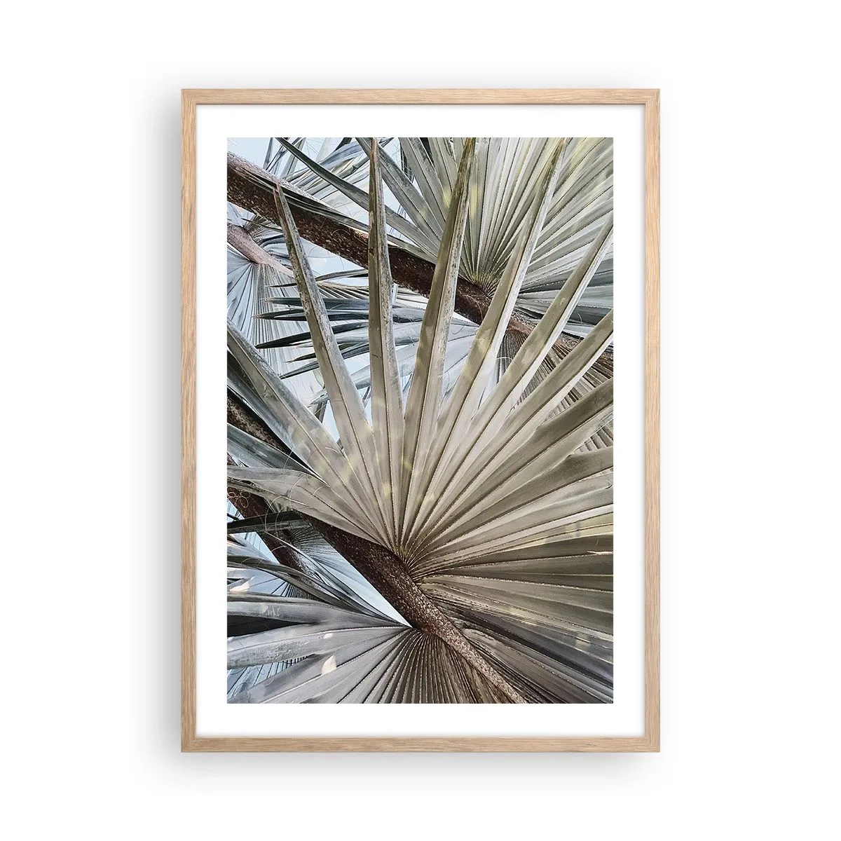 Poster in einem Rahmen aus heller Eiche - Fans in den Tropen - 50x70 cm