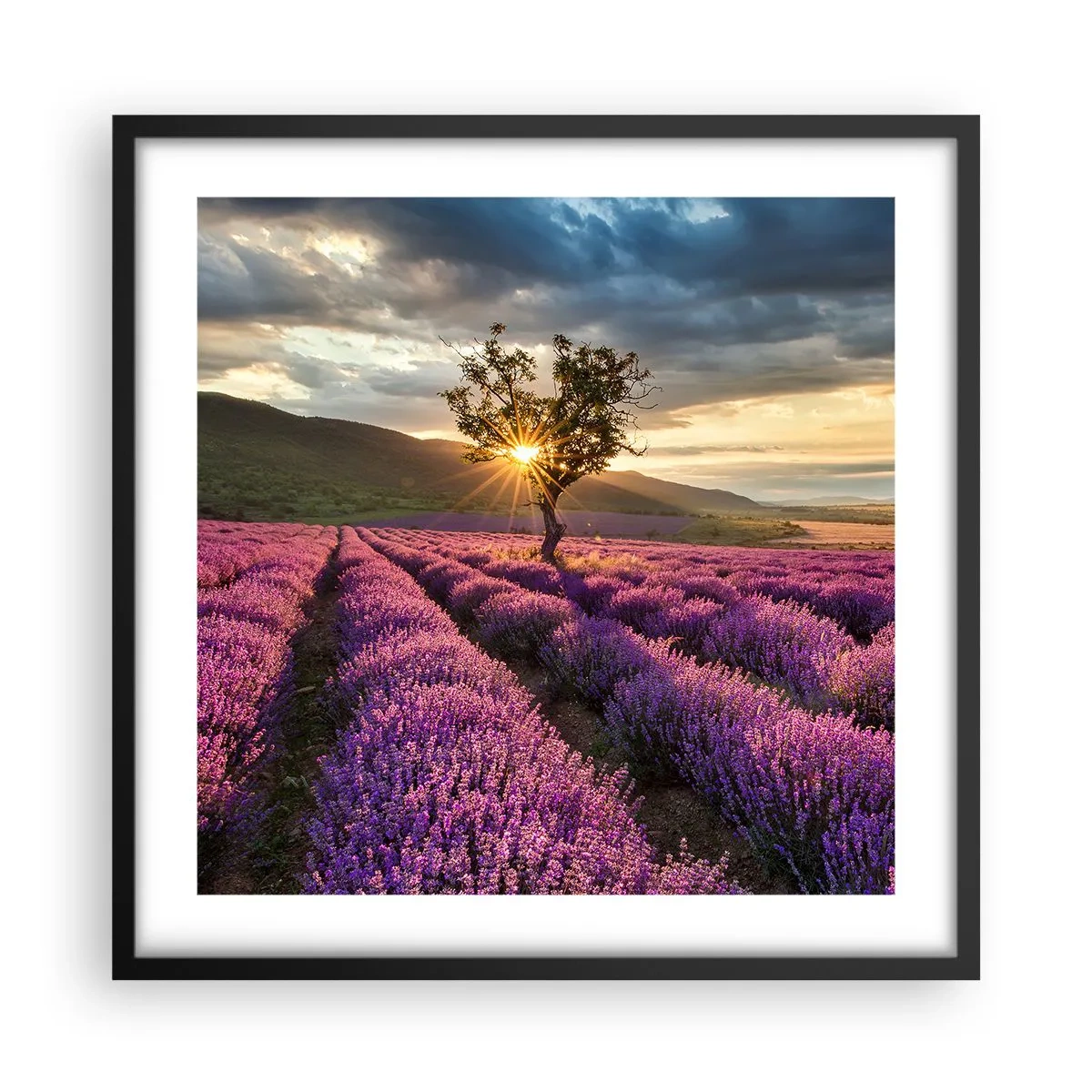 Poster in einem schwarzem Rahmen - Fliederfarbenes Aroma - 50x50 cm