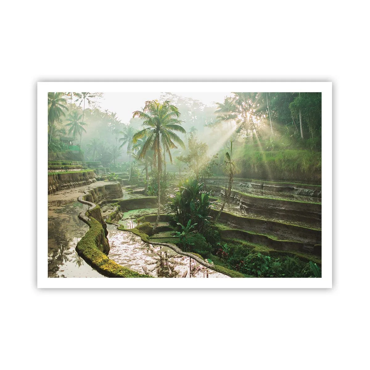 Poster - Reisterrassen mit Palmen in den Sonnenstrahlen - 100x70cm - In der Sonne aufwachsen - Moderne Wanddekoration für Wohnzimmer und Schlafzimmer ARTTOR