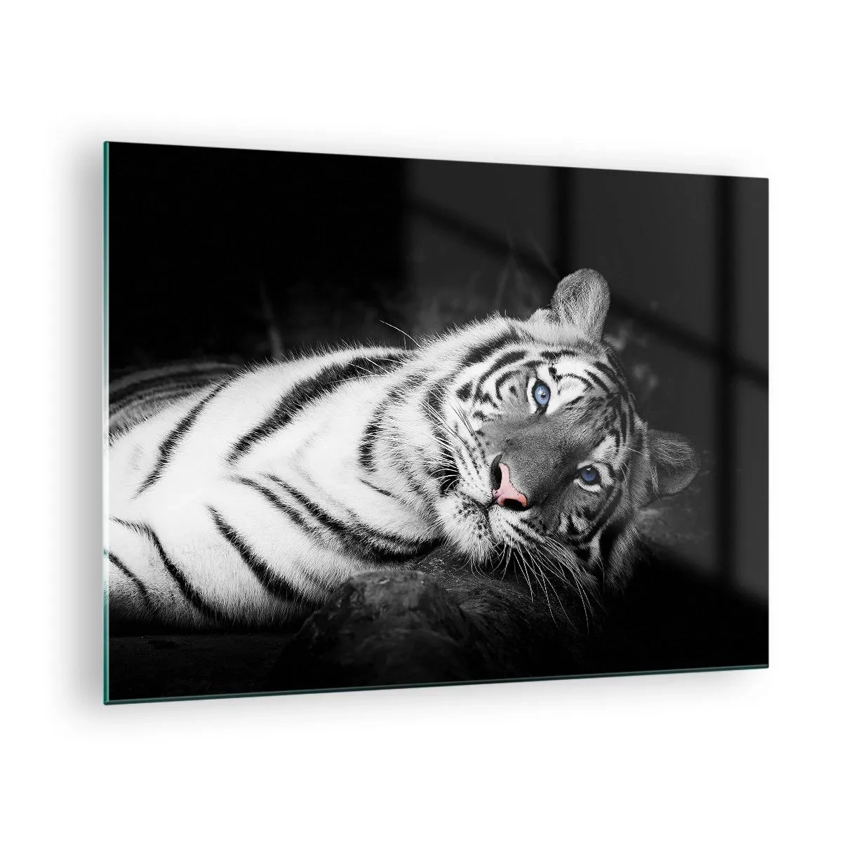 Glasbild - Bild auf glas - Ein weißer Tiger mit blauen Augen in einer schwarz-weißen Umgebung - 70x50cm - Wildnis und Frieden - Moderne Wanddekoration für Wohnzimmer und Schlafzimmer ARTTOR