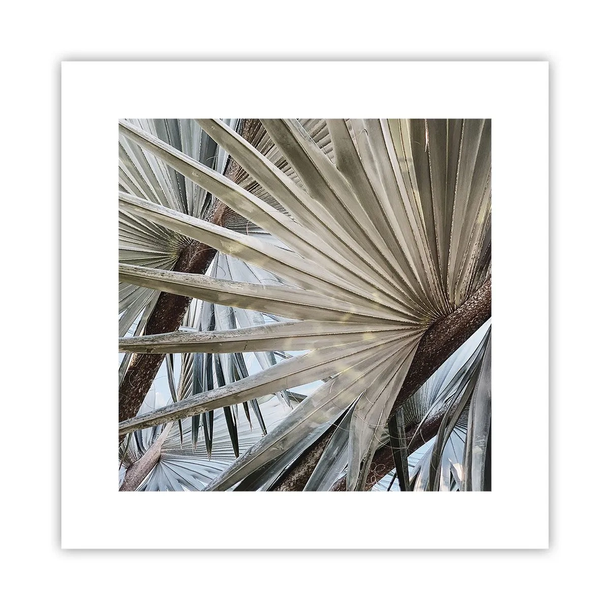 Poster - Fans in den Tropen - 30x30 cm