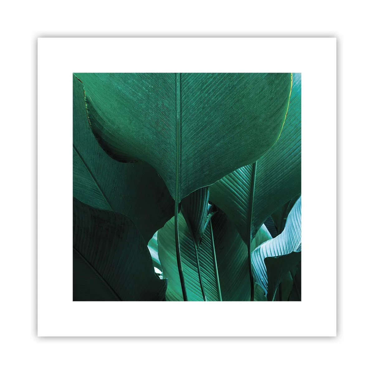 Poster - Dem Licht zugewandt - 30x30 cm