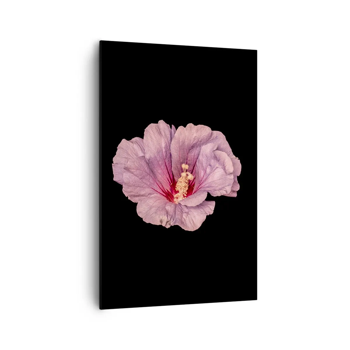 Bild auf Leinwand - Leinwandbild - Rosa Blume auf schwarzem Hintergrund - 80x120cm - Direkt ins Herz - Moderne Wanddekoration für Wohnzimmer und Schlafzimmer ARTTOR