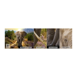 Fototapeten Muster Premium Canvas - So sah Eden aus - Tiere, Elefant, Safari - 100x30 cm