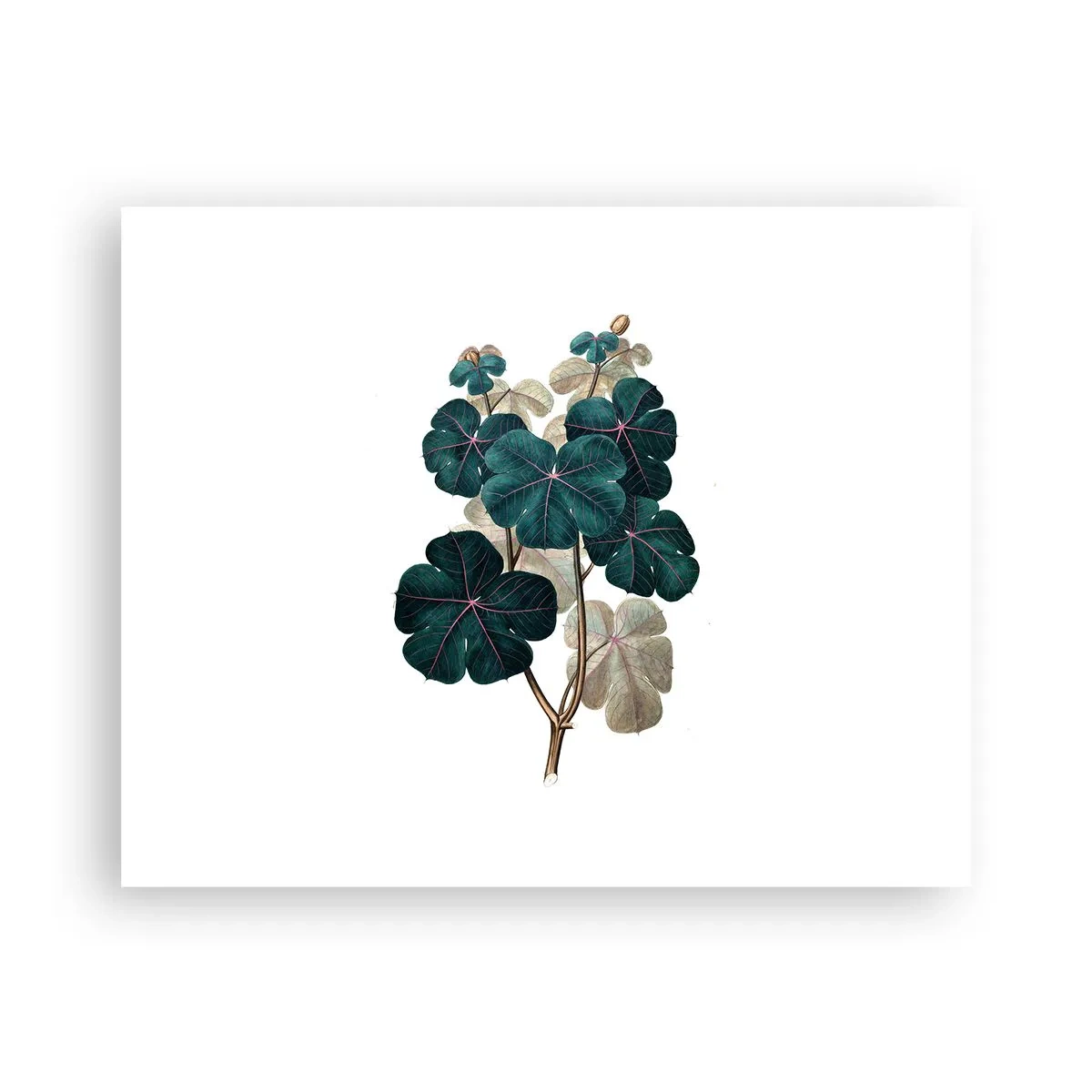 Poster - Aus dem alten Herbarium - 50x40 cm