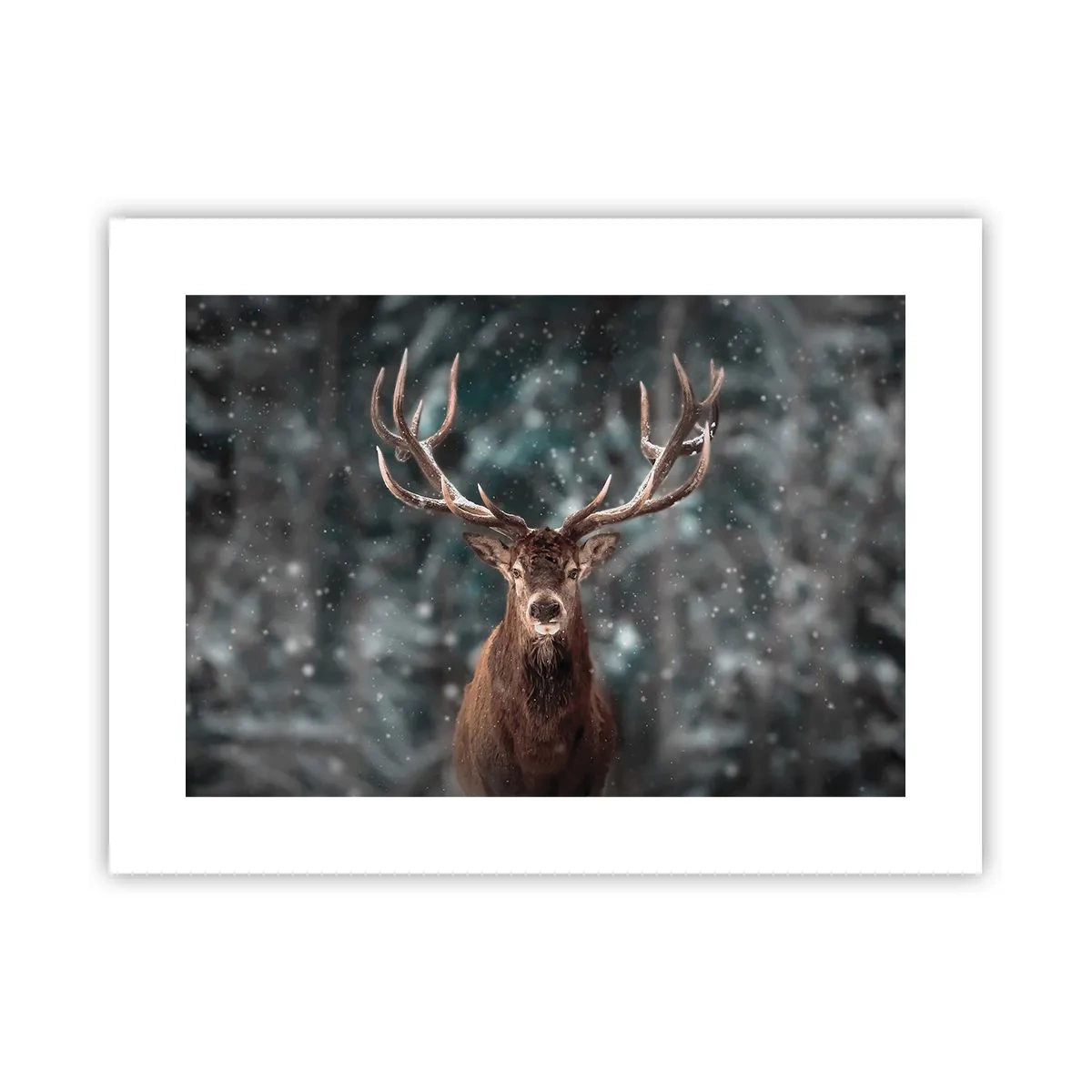 Poster - Gekrönter König des Waldes - 40x30 cm