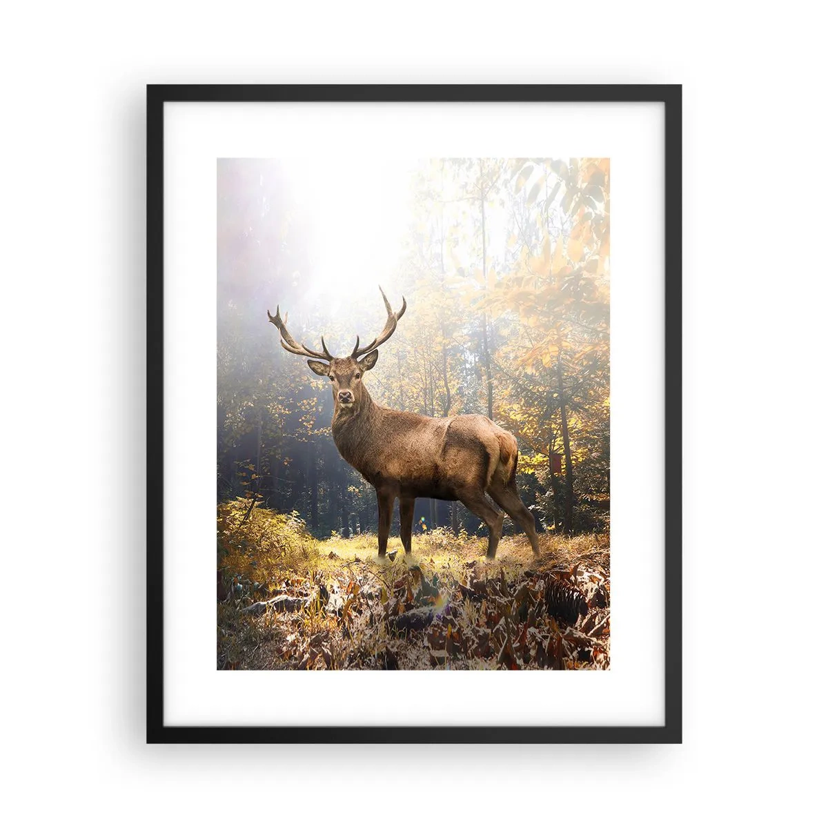 Poster in einem schwarzem Rahmen - In voller Majestät - 40x50 cm