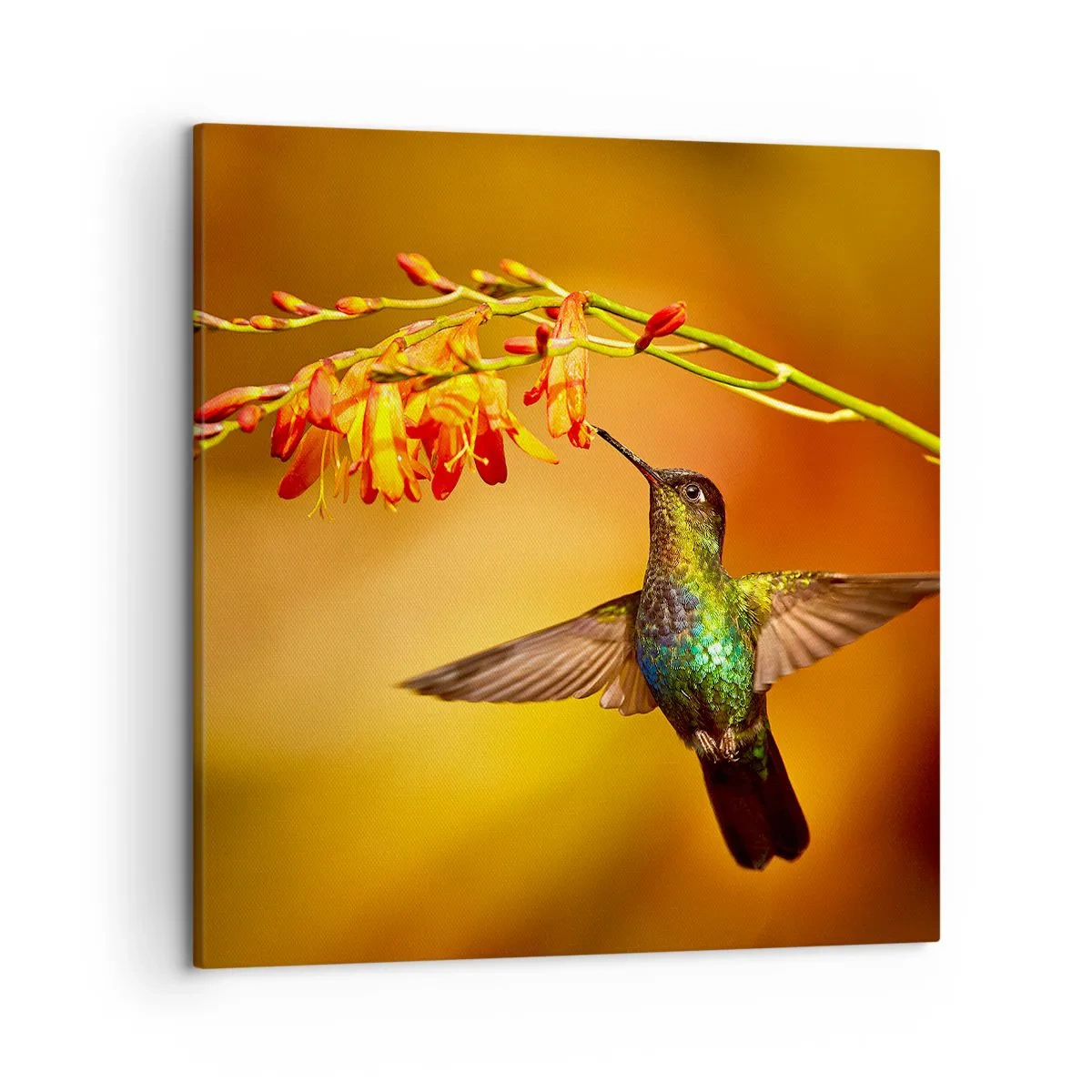 Bild auf Leinwand - Leinwandbild - Ein Lichtbote nach den Maya - 50x50 cm