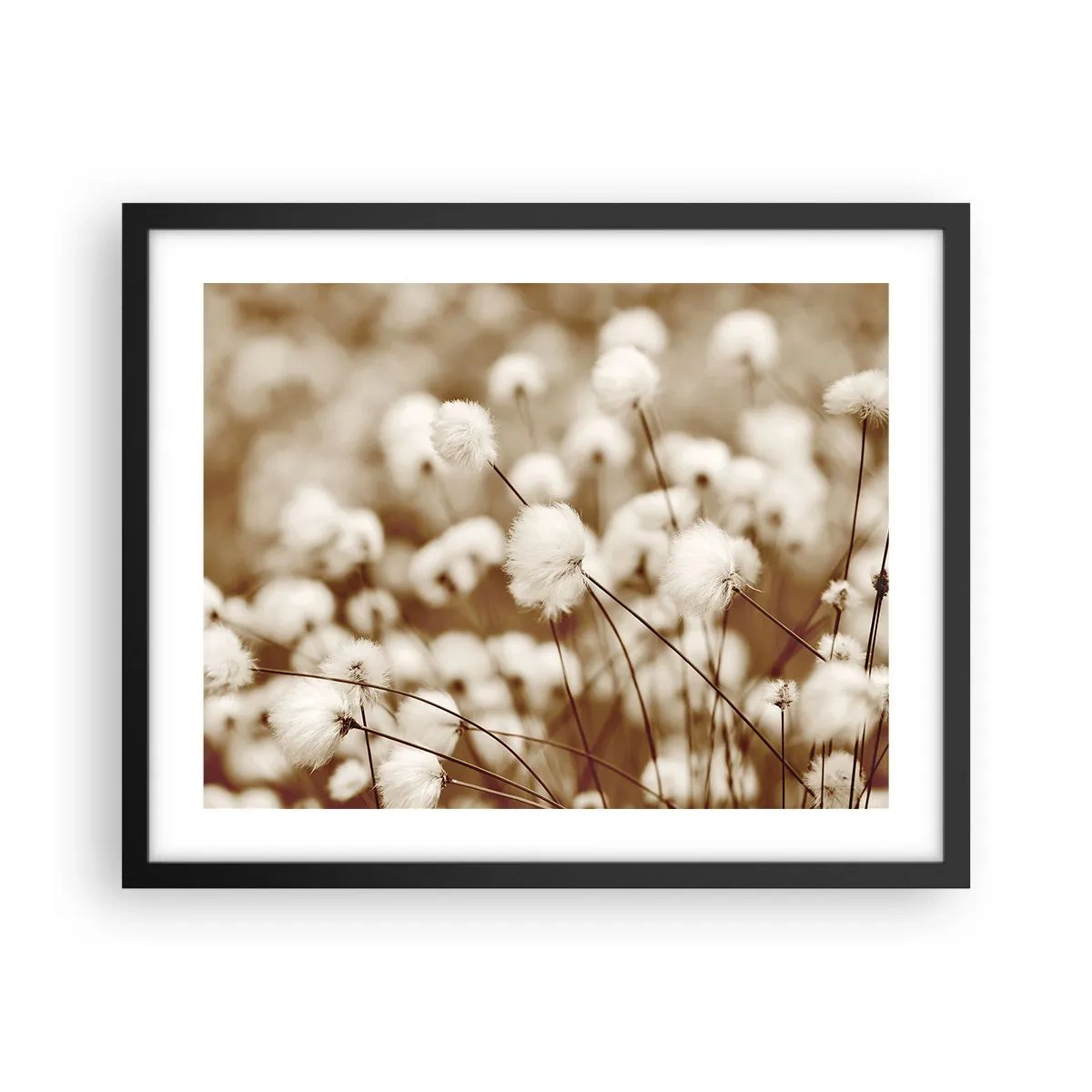 Poster in einem schwarzem Rahmen - Flauschiges Kornfeld - 50x40 cm