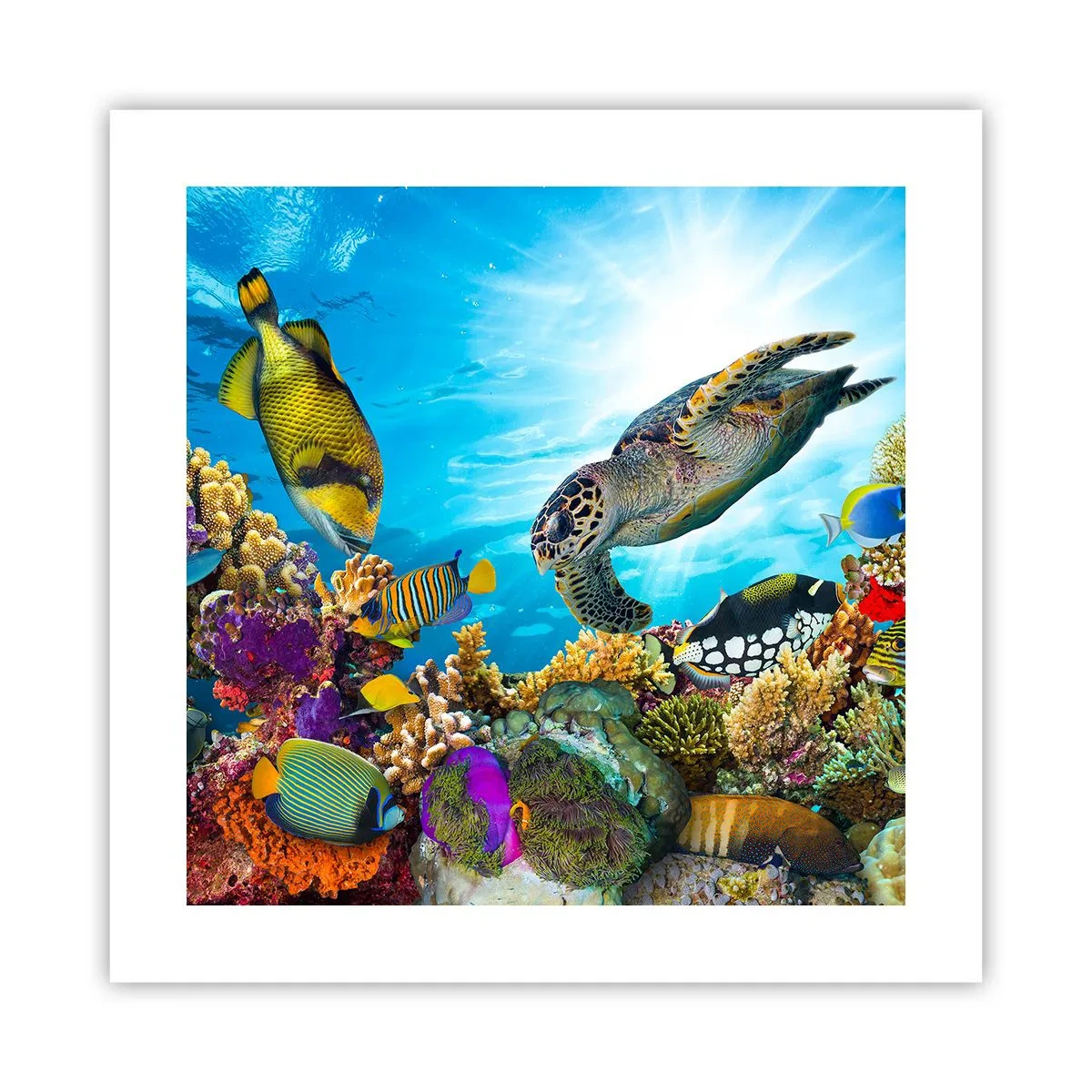 Poster - Korallenpromenade - 40x40 cm