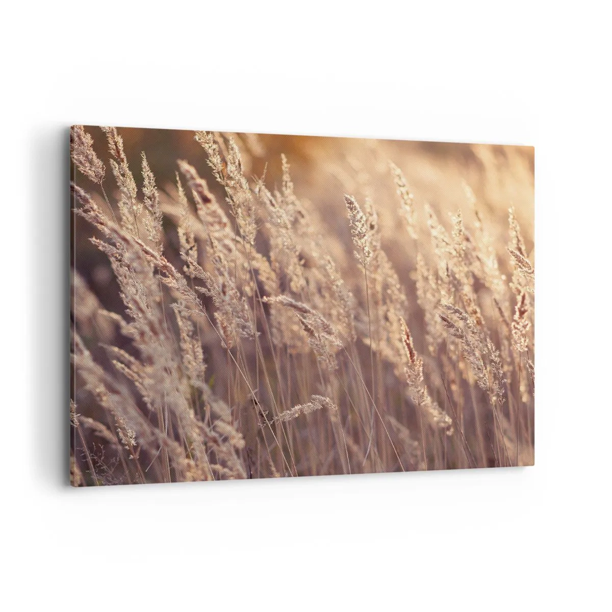 Bild auf Leinwand - Leinwandbild - Goldene Gräser vor dem Hintergrund der untergehenden Sonne - 100x70cm - Bereit, den Herbst willkommen zu heißen - Moderne Wanddekoration für Wohnzimmer und Schlafzimmer ARTTOR