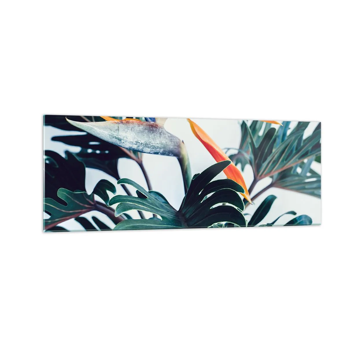 Glasbild - Bild auf glas - Strelitzia-Blüte, umgeben von Blättern in hellem Licht - 140x50cm - Vogelbusch - Moderne Wanddekoration für Wohnzimmer und Schlafzimmer ARTTOR