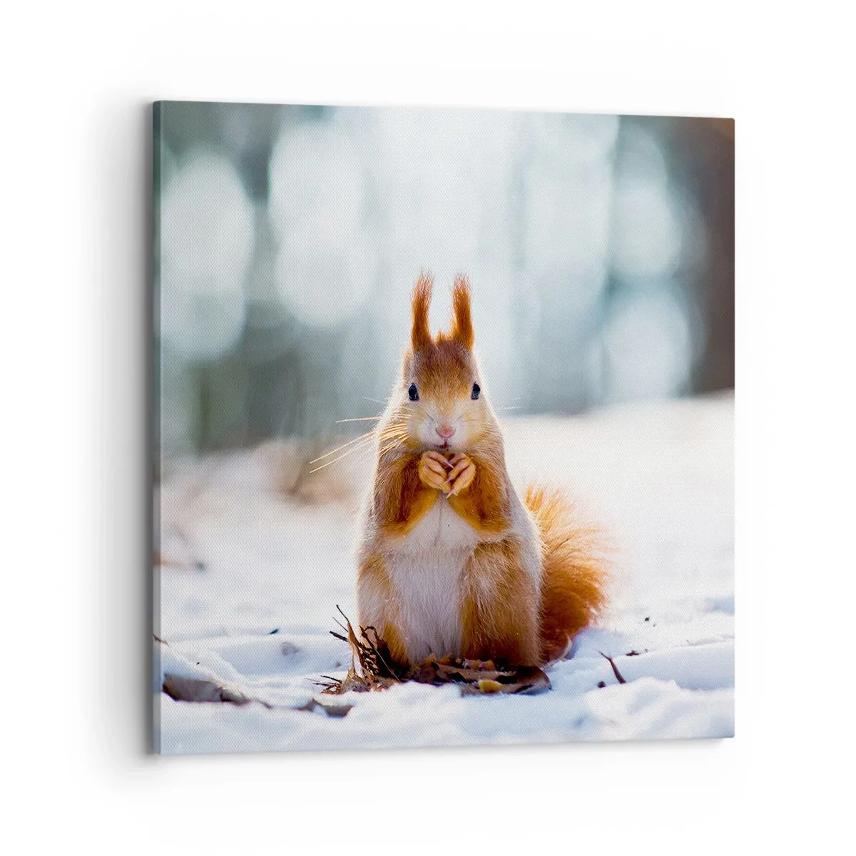 Bild auf Leinwand - Leinwandbild - Wo schaust du hin? - 70x70 cm