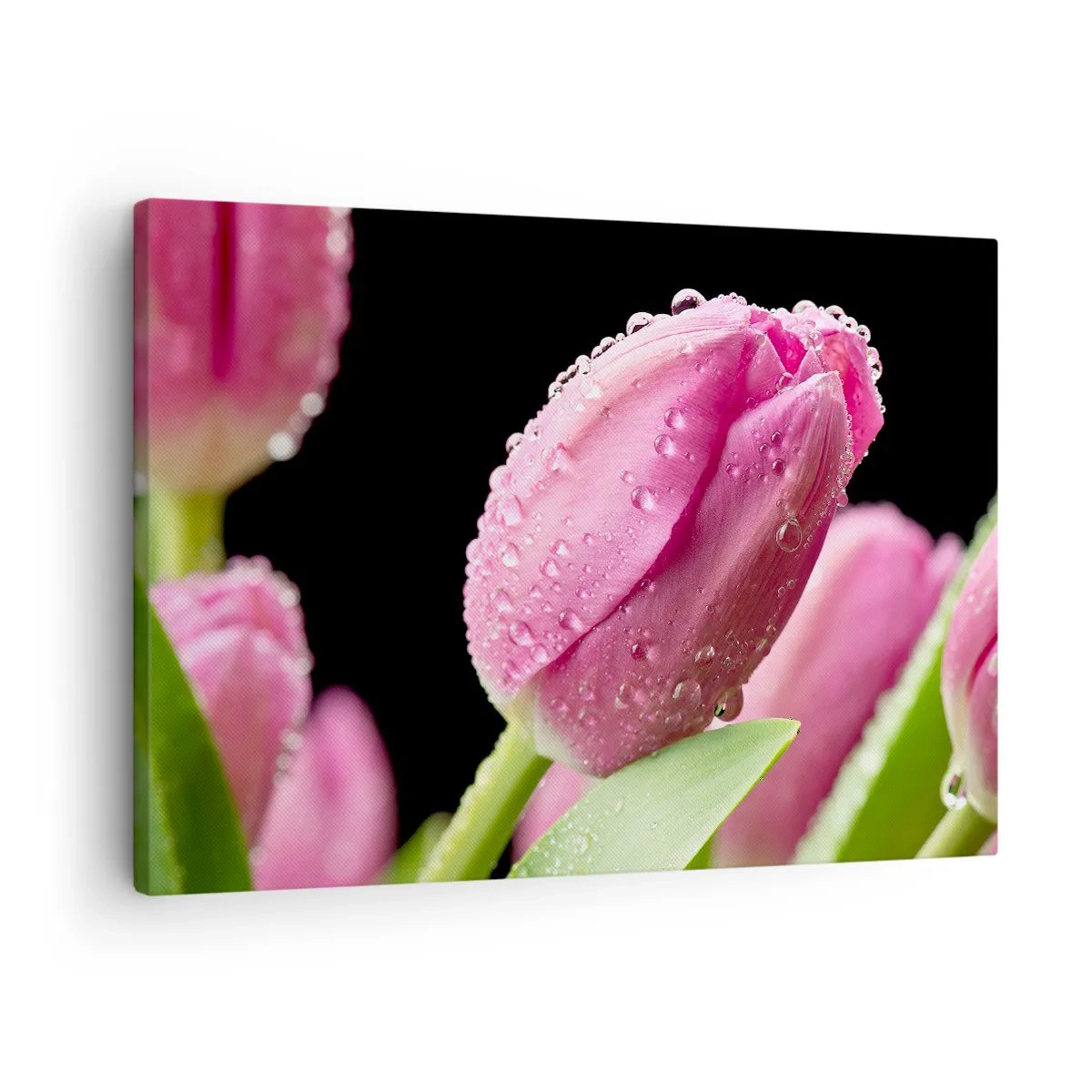 Bild auf Leinwand - Leinwandbild - Rosa Tulpe mit Wassertropfen auf schwarzem Hintergrund - 70x50cm - Lila Traum im Tau - Moderne Wanddekoration für Wohnzimmer und Schlafzimmer ARTTOR