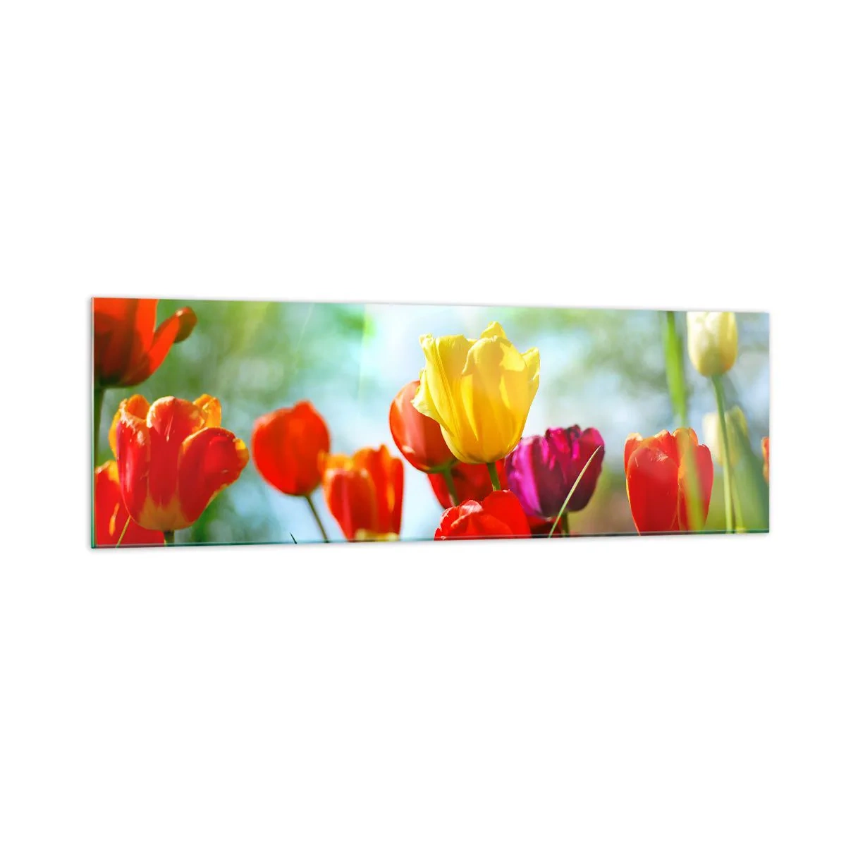 Glasbild - Bild auf glas - Bunte Tulpen im Sonnenschein - 160x50cm - Alle Farben der Sonne - Moderne Wanddekoration für Wohnzimmer und Schlafzimmer ARTTOR