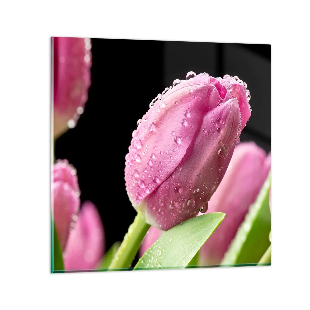 Glasbild - Bild auf glas - Lila Traum im Tau - 40x40 cm