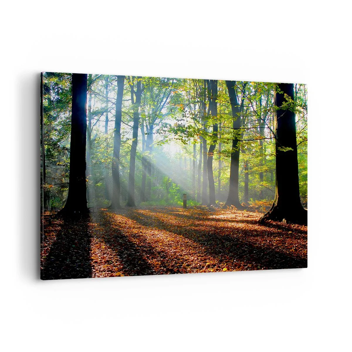 Bild auf Leinwand - Leinwandbild - Eine Waldlichtung, die von den Sonnenstrahlen erleuchtet wird - 100x70cm - Licht und Schatten - Moderne Wanddekoration für Wohnzimmer und Schlafzimmer ARTTOR