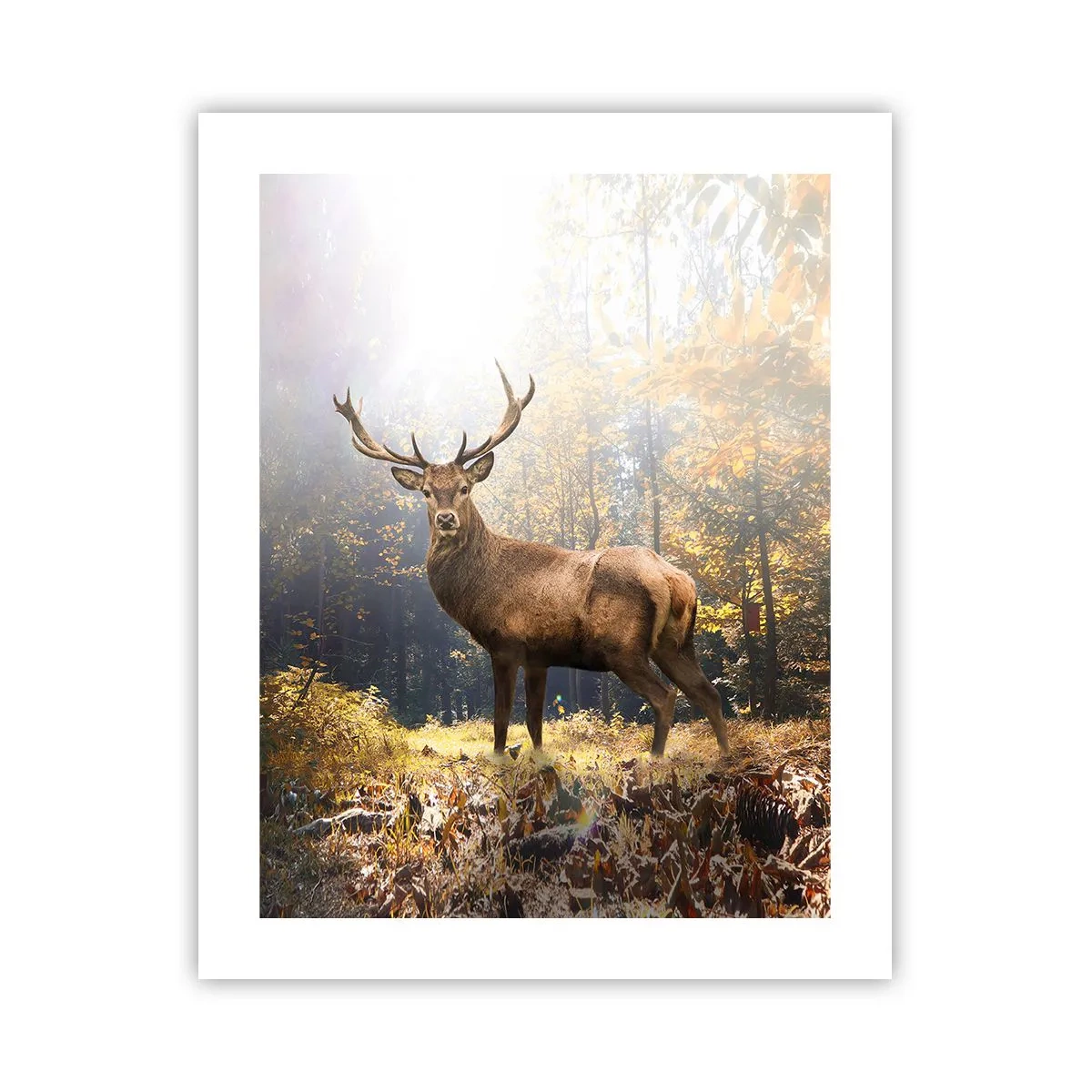 Poster - In voller Majestät - 40x50 cm