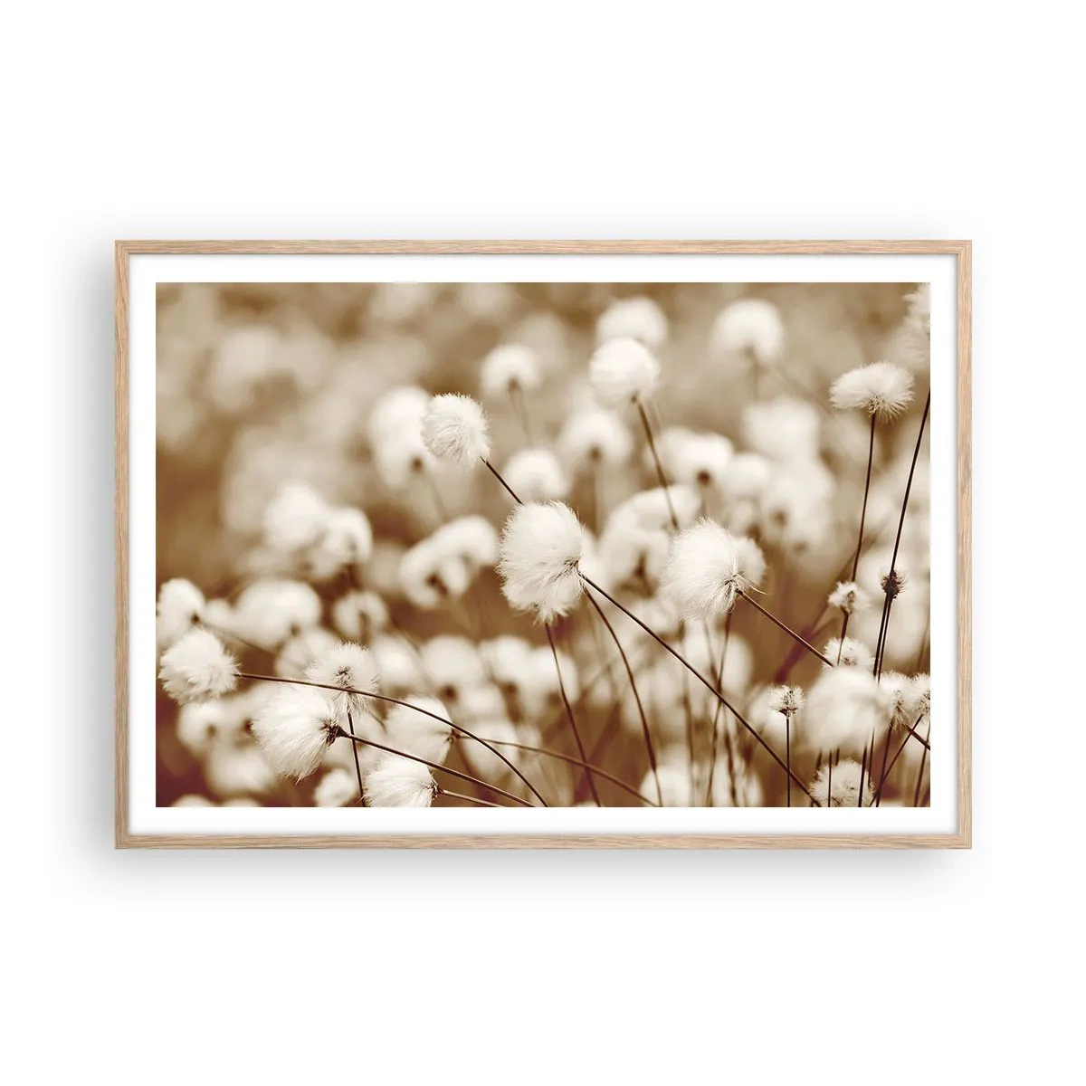 Poster in einem Rahmen aus heller Eiche - Flauschiges Kornfeld - 100x70 cm