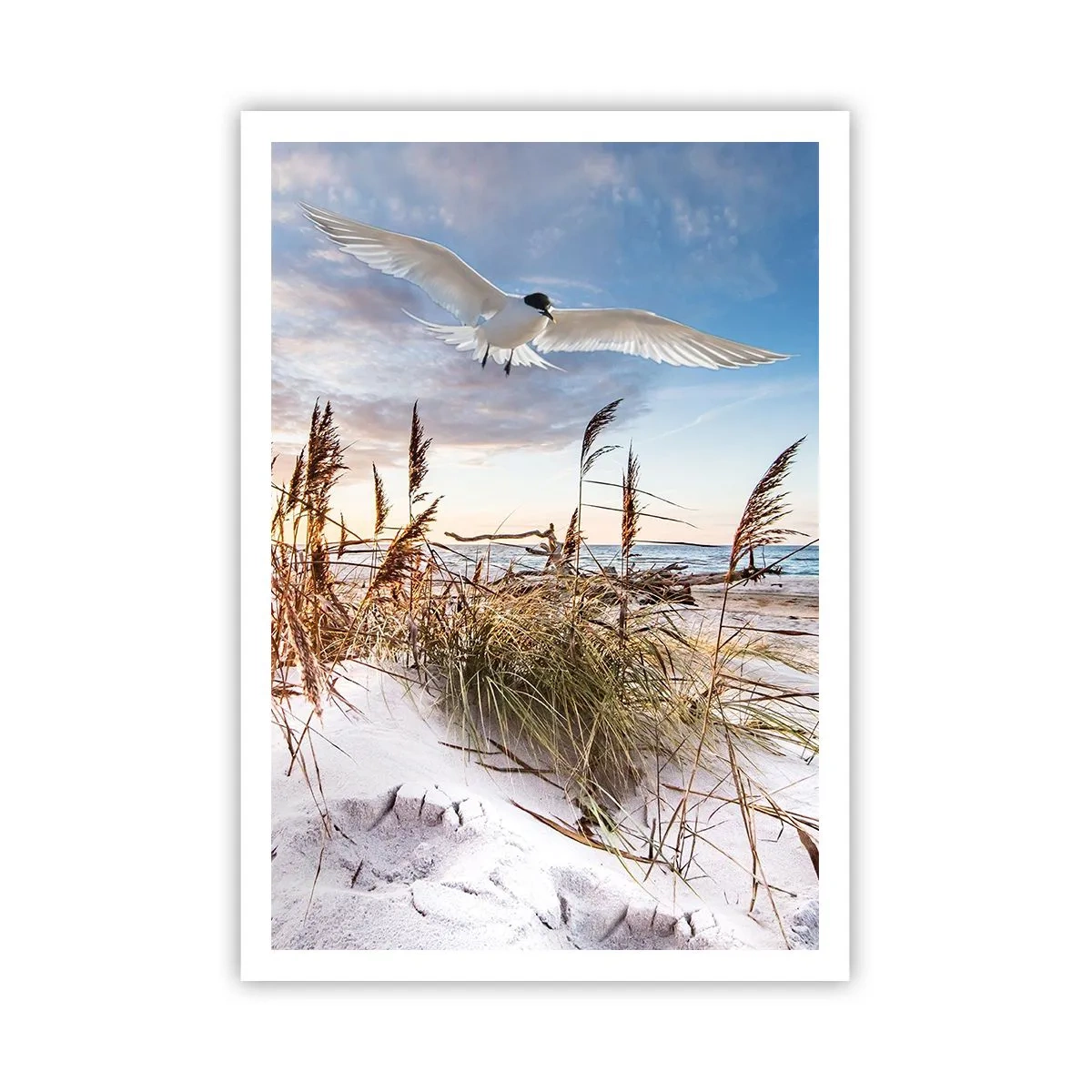 Poster - Wind vom Meer - 70x100 cm