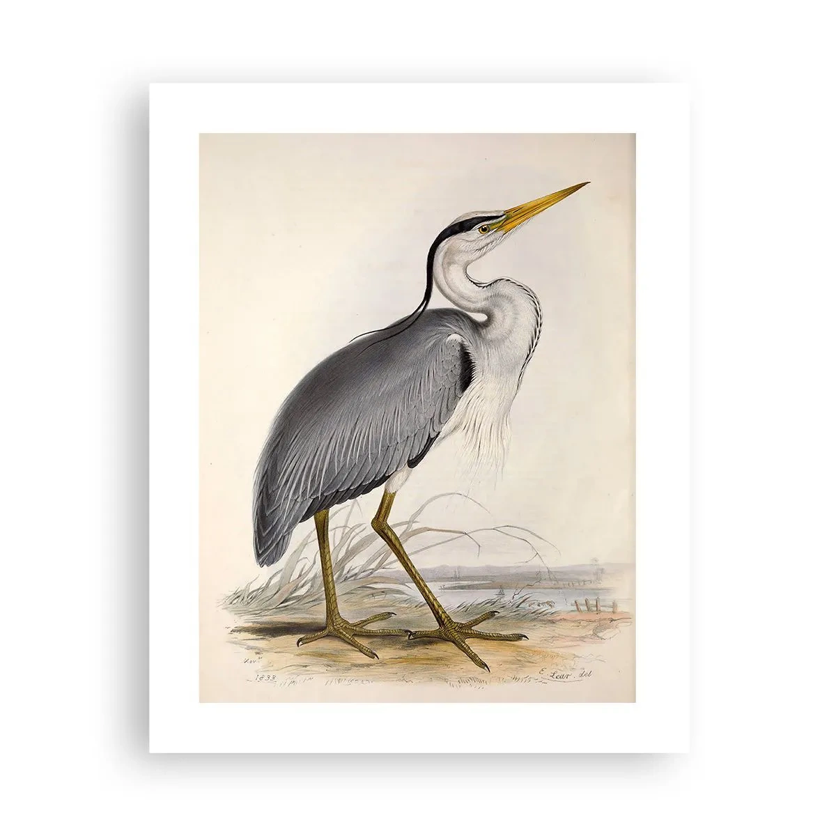 Poster - Reiher Gnade - 40x50 cm