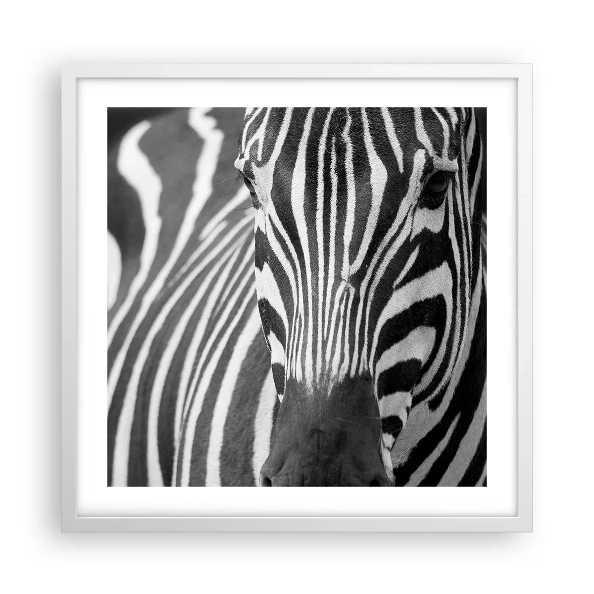 Poster in einem weißen Rahmen - Die Welt ist schwarz und weiß - 50x50 cm